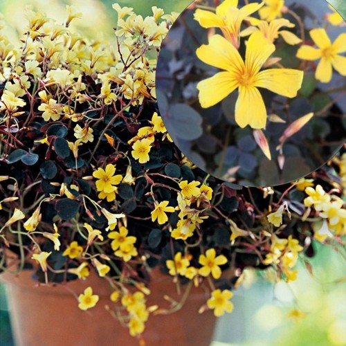 Oxalis vulcanicola 'Dark Form' - Vulkaani-jänesekapsas 'Dark Form'